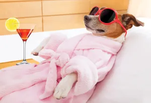 Relaxing Pup Funny Birthday Card